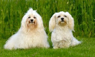 Havanese Dog Training | Havanese Puppies For Sale