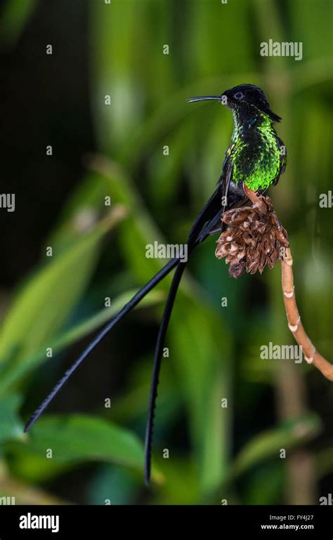 An endemic species Black-billed Streamertail Hummingbird (Trochilus ...