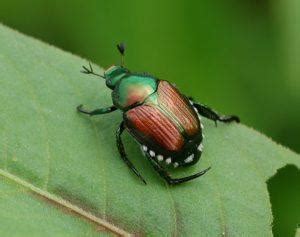 Japanese Beetle – Identification, Life Cycle, Facts & Pictures