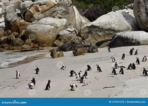 African Penguins at the Boulders Penguin Colony in Simonstown South ...