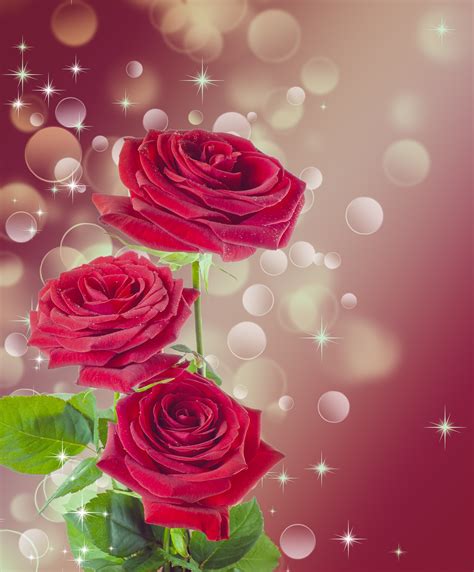 Bouquet Of Red Roses Free Stock Photo - Public Domain Pictures
