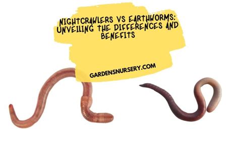 Nightcrawlers Vs Earthworms Unveiling The Differences And Benefits