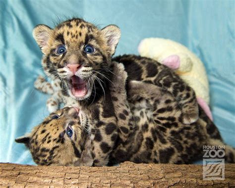 Clouded Leopard Cubs Show Mad Skills - ZooBorns