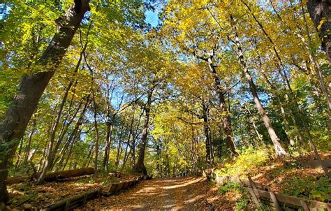 City of Forest Day : NYC Parks