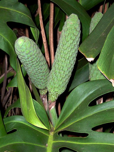 Monstera deliciosa - UF/IFAS Assessment - University of Florida ...