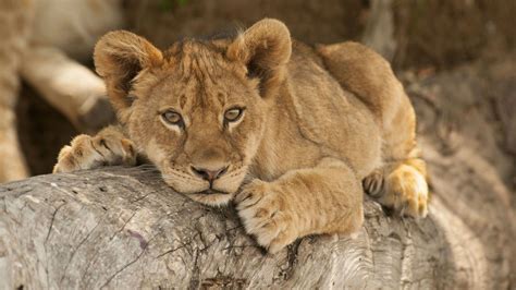 Lion cub resting on tree branch, South Luangwa National Park, Zambia. [Desktop wallpaper ...