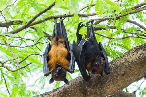 Afinal, por que os morcegos dormem de cabeça para baixo? - Mega Curioso