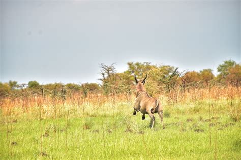 Why wildlife crimes are easily committed in South Sudan - Oxpeckers