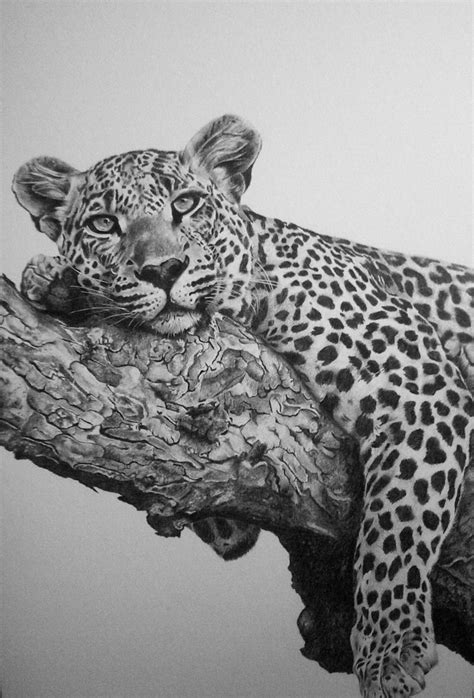 Leopard done in pencil on board. | Pencil drawings of animals, Animal photography, Animal drawings