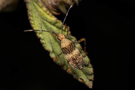 Premium Photo | Leaf footed bug nymph