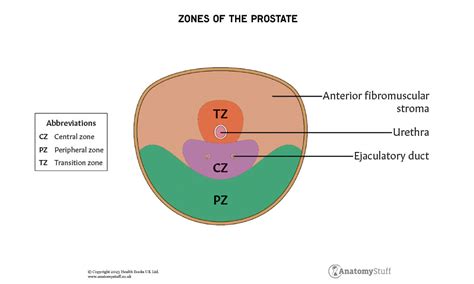 Prostate Gland | Anatomy Revision | AnatomyStuff