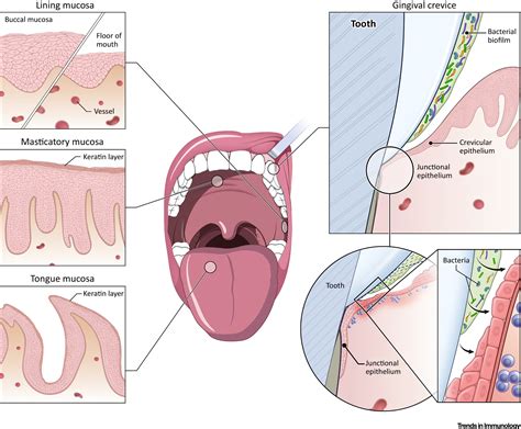 Tissue-Specific Immunity at the Oral Mucosal Barrier: Trends in Immunology