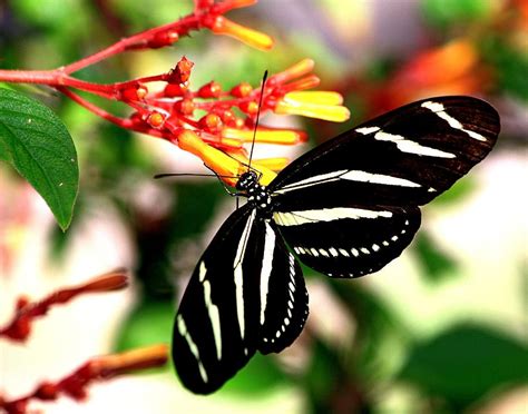 Zebra Longwing Butterfly Photograph by Ira Runyan | Pixels