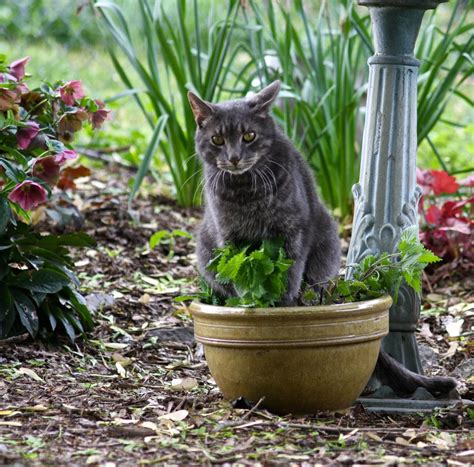 Cats And Catnip Plants: Does Catnip Attract Cats To Your Garden