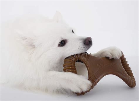 Benebone Real Flavor Dental Dog Chew Toy, UPDATED DESIGN, Made in USA | Onestop-Petshop.com ...