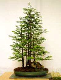 Pruning Dawn Redwood Bonsai