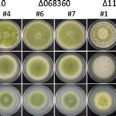 Colony morphology of A. flavus strains with the three respective... | Download Scientific Diagram