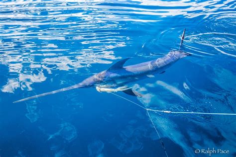 The Fish | Storied Seafood: California Swordfish | Aquarium of the Pacific