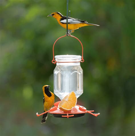 Feeding Orioles: What Do Orioles Eat? - Birds and Blooms