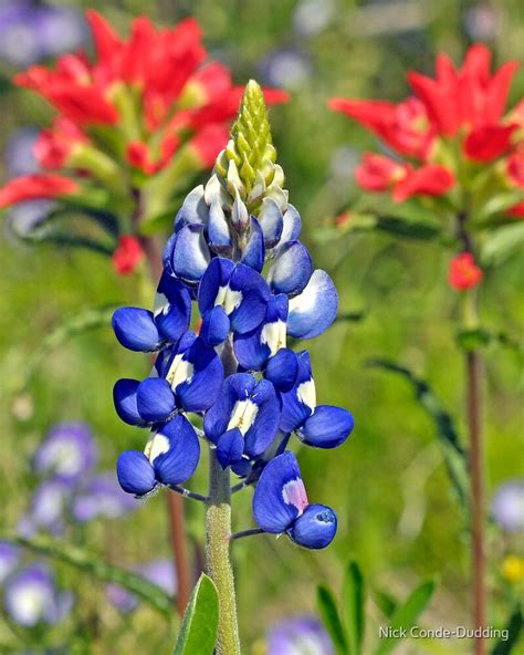 "Texas Bluebonnet and Indian Paintbrush" by Nick Conde-Dudding | Redbubble