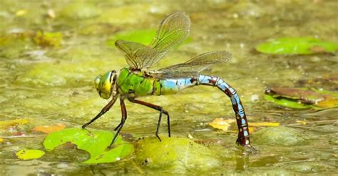 Dragonfly - A-Z Animals