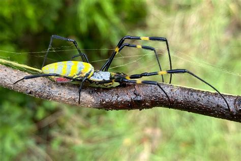 Colorful, invasive Joro spiders will likely spin their golden webs all over the east coast ...