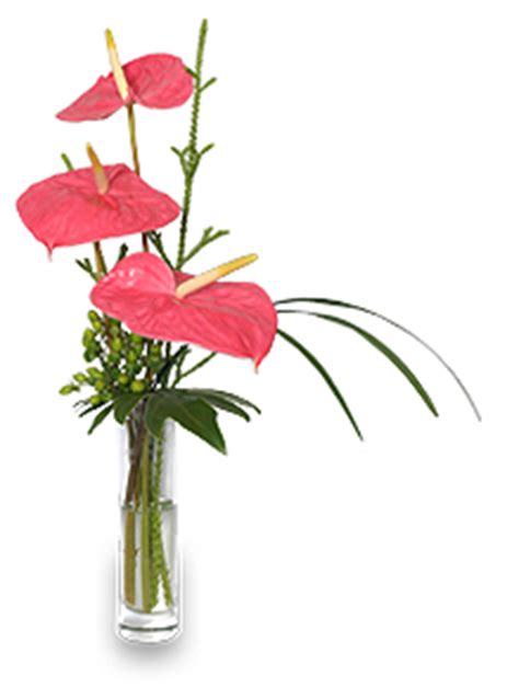 FSN’s Favorite Flower For February: Anthurium - Bloomin' Blog