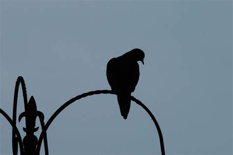 mourning dove silhouette by BobRobin | Mourning dove, Mourning, Feather tattoos