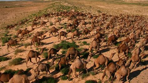 Voracious and Plentiful, Feral Camels Remain a Major Threat to ...