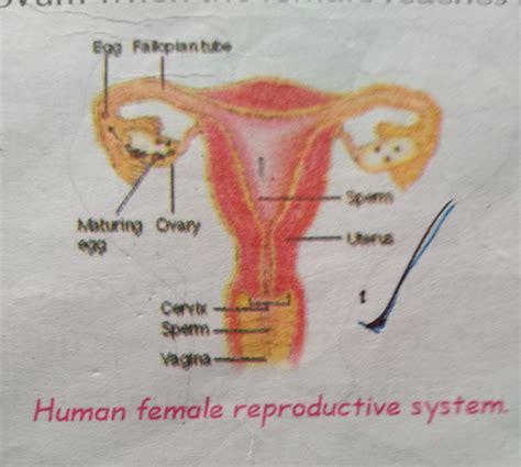 Female Reproductive System Diagram Labeled Class 12 Explain Female | Images and Photos finder