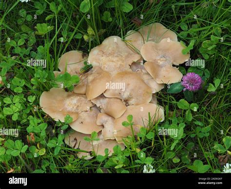 Lyophyllum decastes hi-res stock photography and images - Alamy