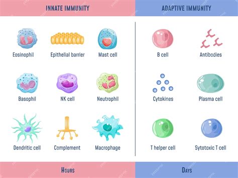 Premium Vector | Adaptive immune system Cells Innate immunity ...