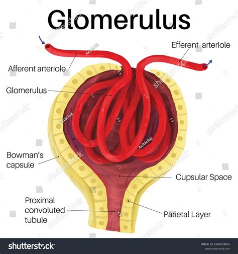 Glomerular Histology Labeled