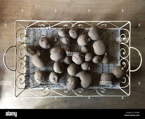 seed potatoes chitting Stock Photo - Alamy