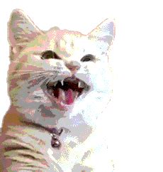 Cat Meow GIF - Cat Meow AngryCat - Discover & Share GIFs