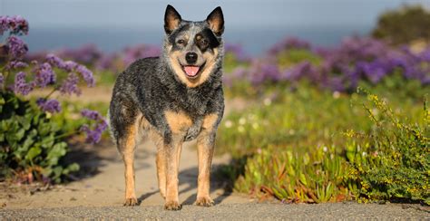 Australian Cattle Dog Guide (Size & Breed Characteristics)