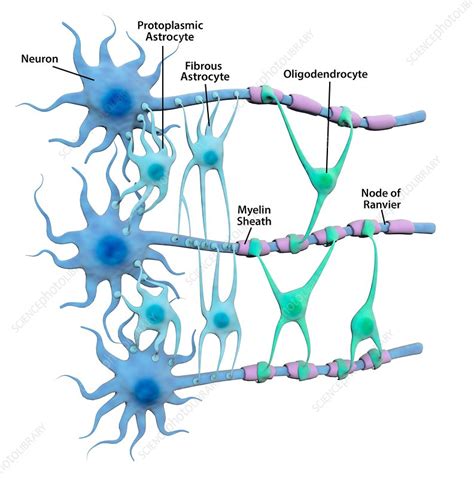 Neuroglia