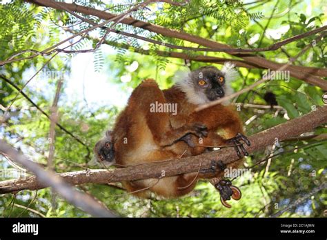 Baby black lemur on mother's back, (Eulemur macaco), Nosy Komba Island ...