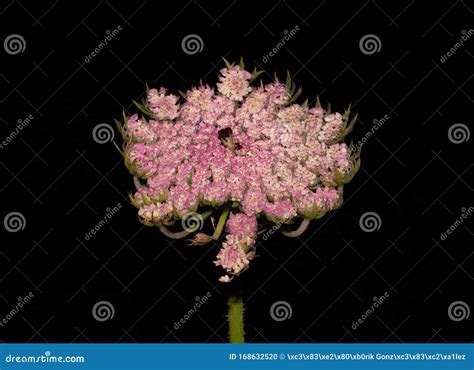 Umbel Inflorescence with Pink and White Flowers Stock Photo - Image of radiance, aroma: 168632520