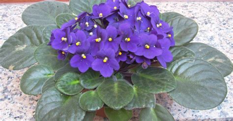 The Plight of the African Violets — In Defense of Plants