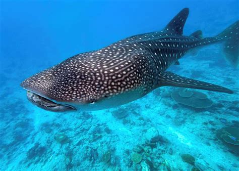 The best coral reefs in the world | Blog 2017 | Audley Travel