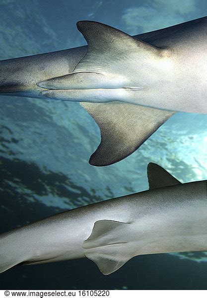 Sexual dimorphism on sharks. Ventral view of male and female sharks ...