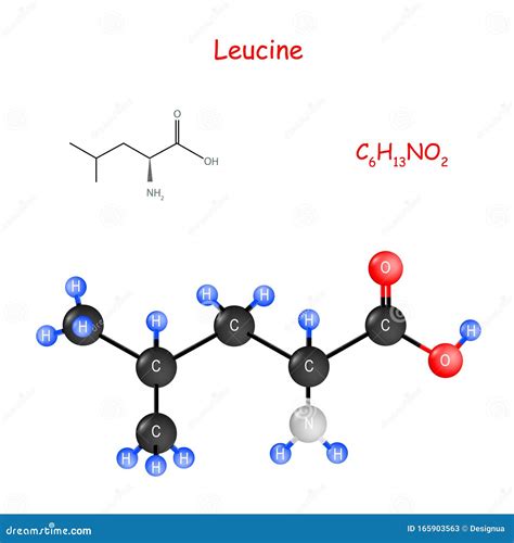 Leucine. Chemical Structural Formula and Model of Molecule Stock Vector ...