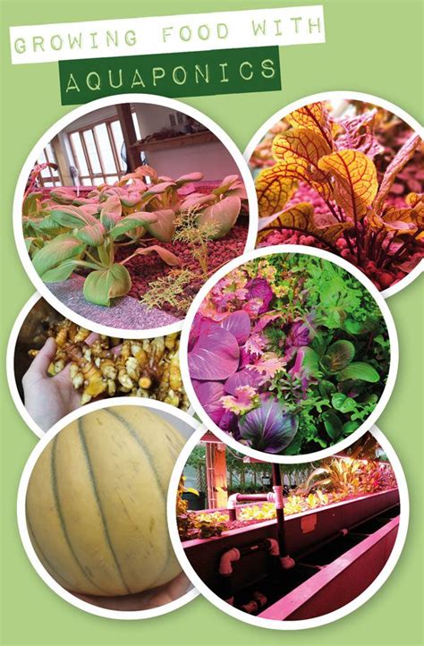 Growing Nutritious Food Through Aquaponics | Garden Culture Magazine