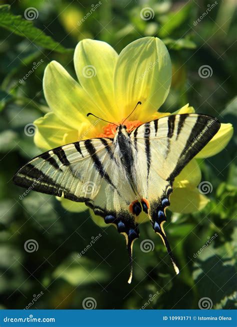 Butterfly swallowtail stock image. Image of front, garden - 10993171