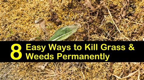 8 Easy Ways to Kill Grass and Weeds Permanently