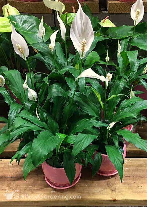 Peace Lily Plant Care Guide: How To Grow Spathiphyllum - Get Busy Gardening