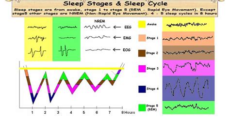 Sleep Stages & Sleep Cycles | Sleeping Patterns