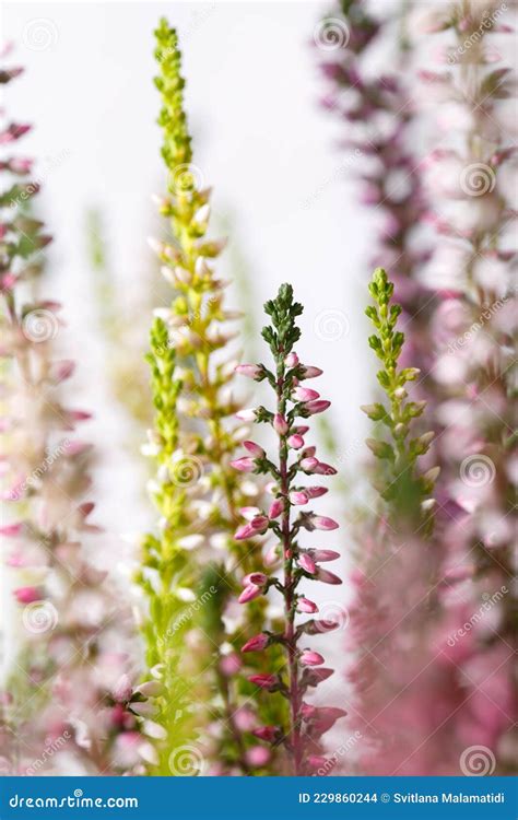 Heather Calluna vulgaris stock photo. Image of heather - 229860244