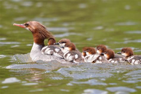 Common Merganser | Audubon Field Guide